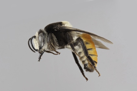 [Caupolicana gaullei male (lateral/side view) thumbnail]